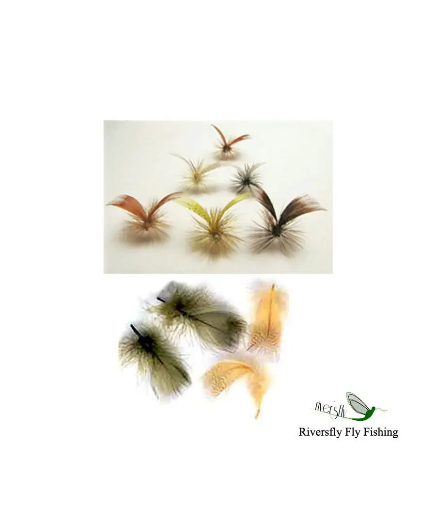 Canard Mallard. Plume de poitrine 