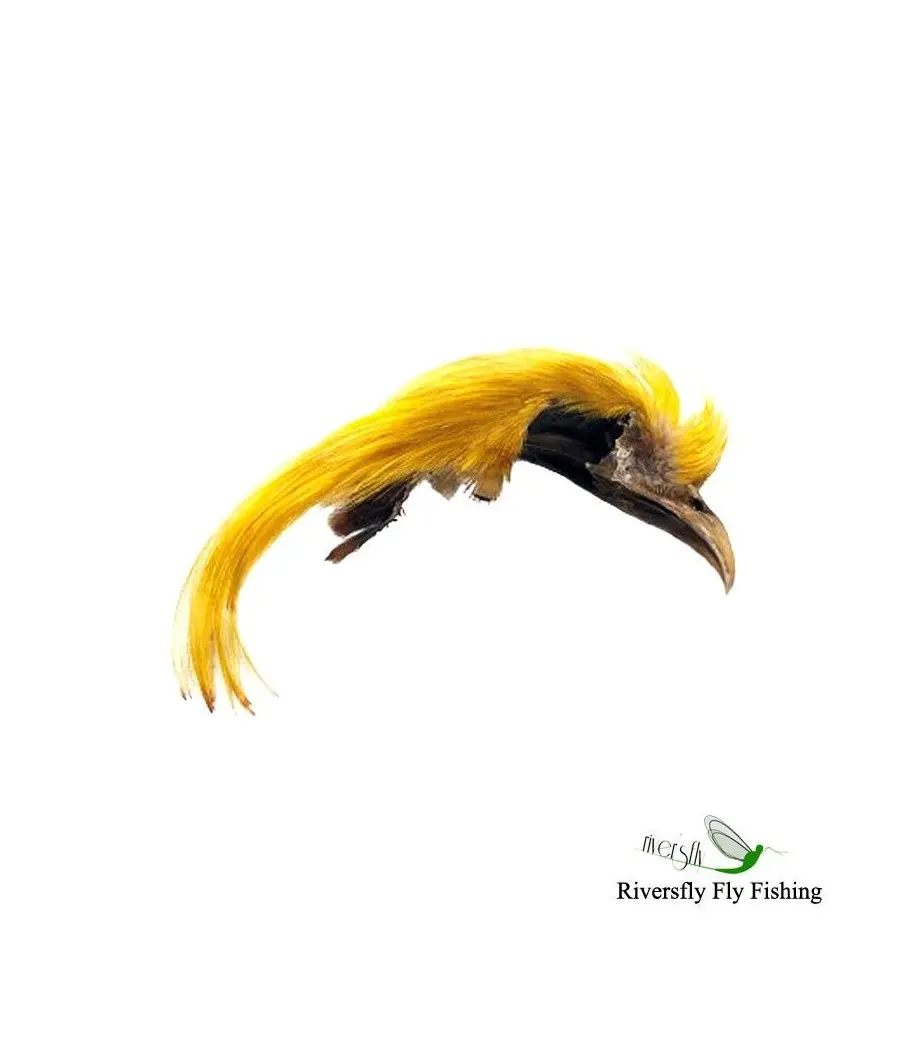 Cresta de Faisan Dorado. 1st quality