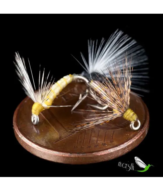 Mouche Noyée Puceron Fourmi Commune