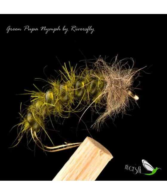 Green Pupa Nymph