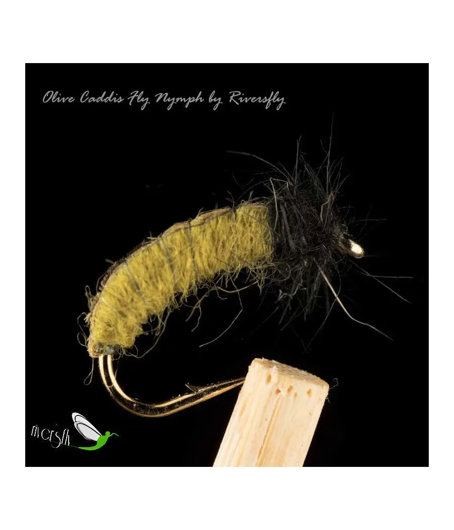 Larve Sedge Olive
