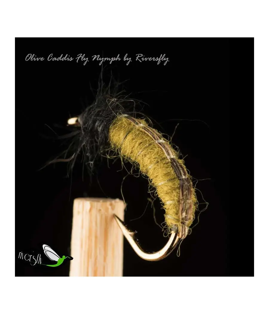 Larva Tricóptero Oliva