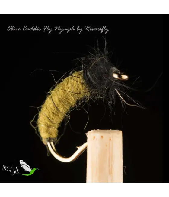 Larva Tricóptero Oliva