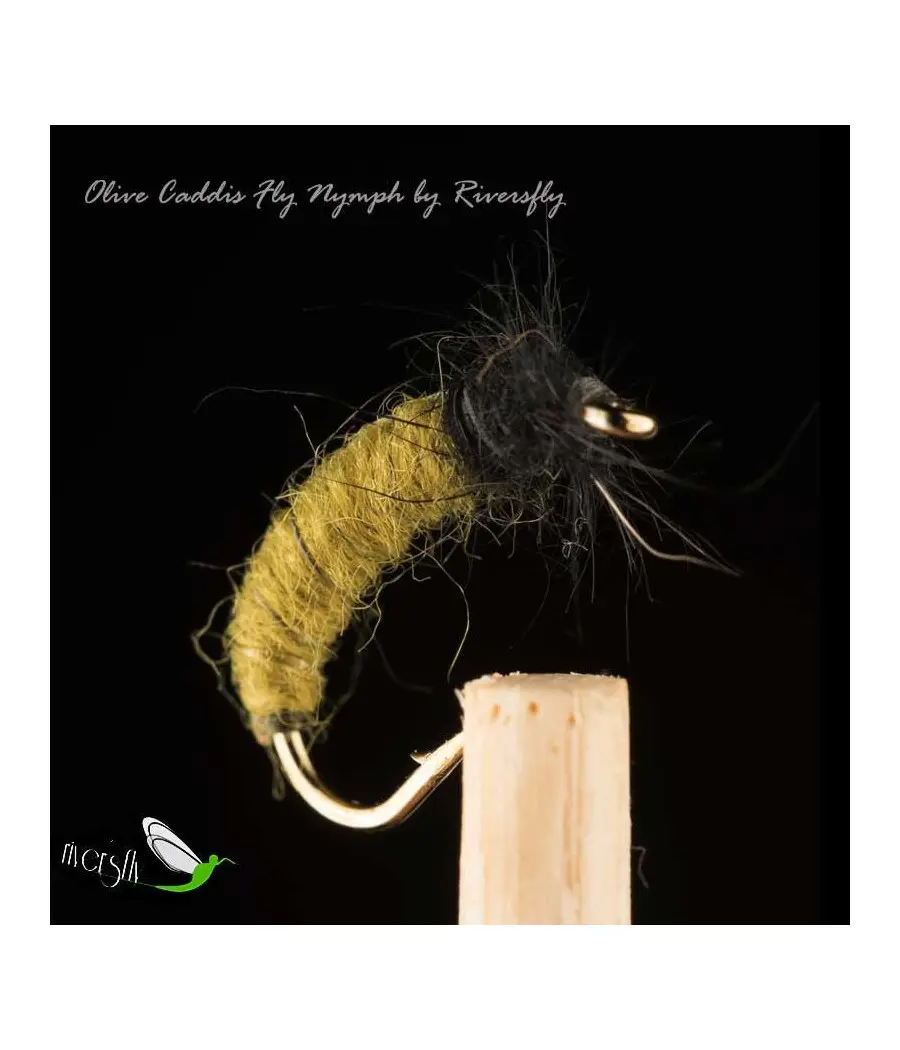 Larva Tricóptero Oliva