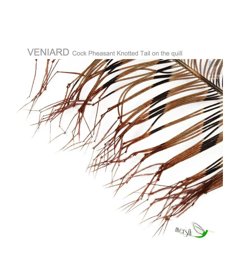 Cock Pheasant Knotted Tail on the quill