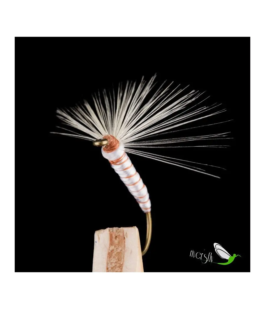 Papillon de Nuit Blanc Rib Camel