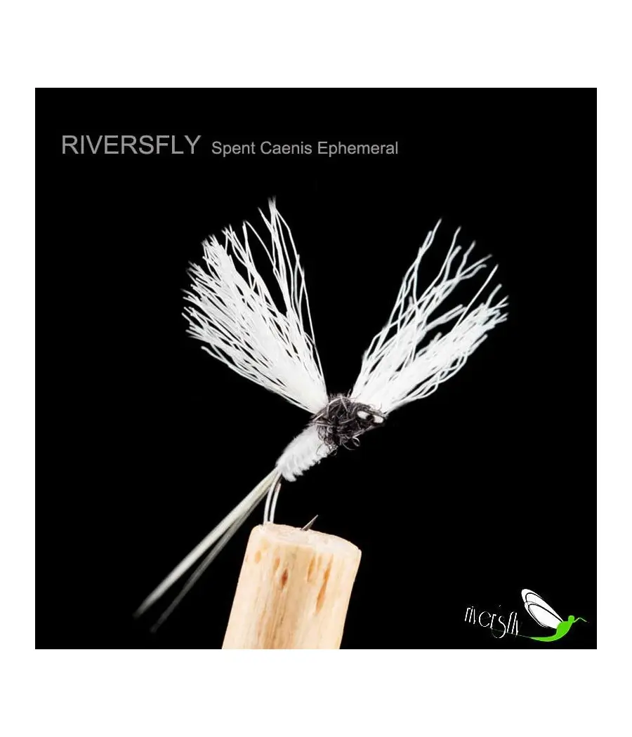 Éphémère Spent Caenis