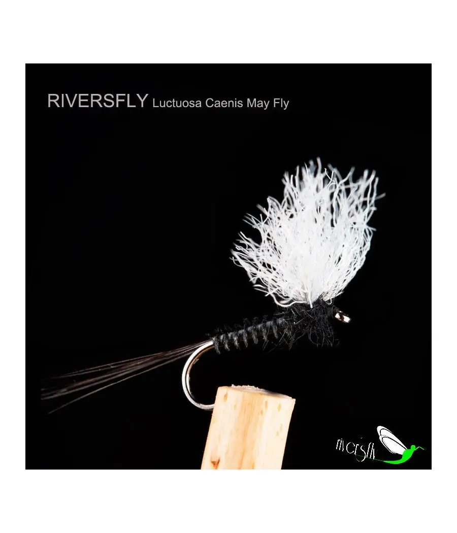 Luctuosa Caenis May Fly