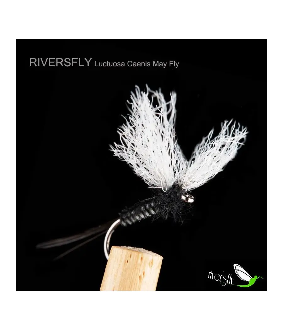 Luctuosa Caenis May Fly