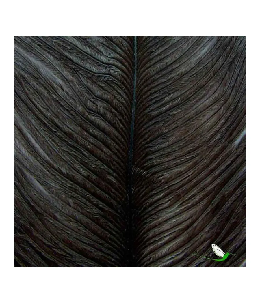Plumas de Avestruz Veniard
