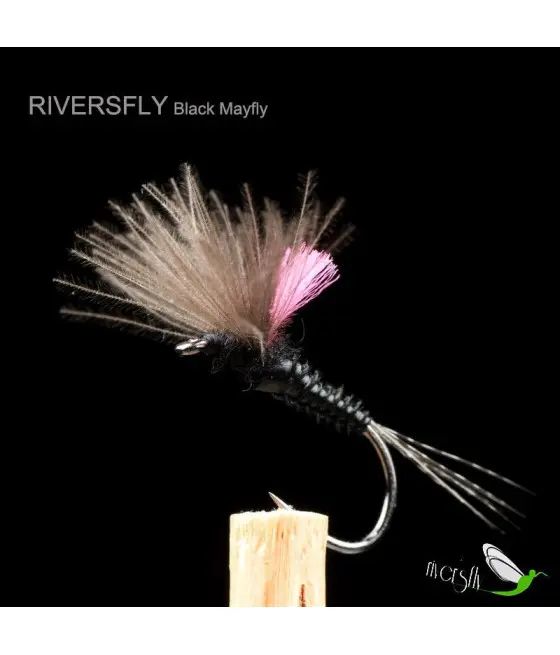 Black Mayfly