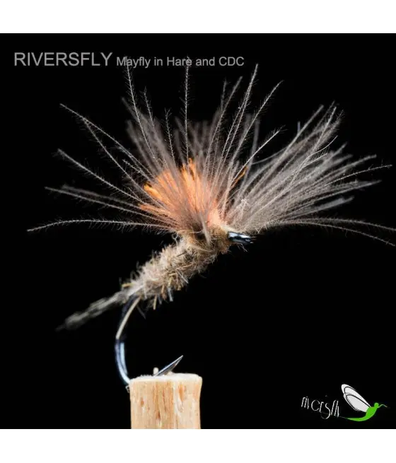 Ephemera du lièvre et CDC