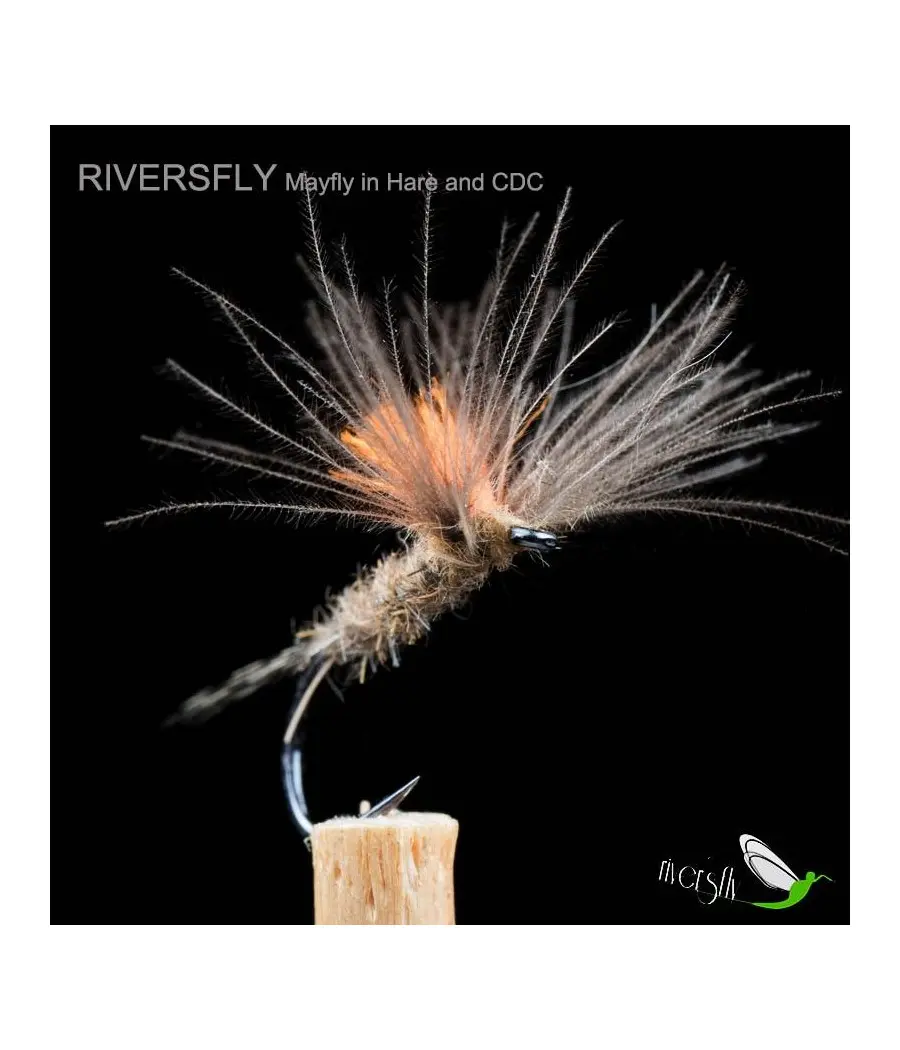 Ephemera du lièvre et CDC