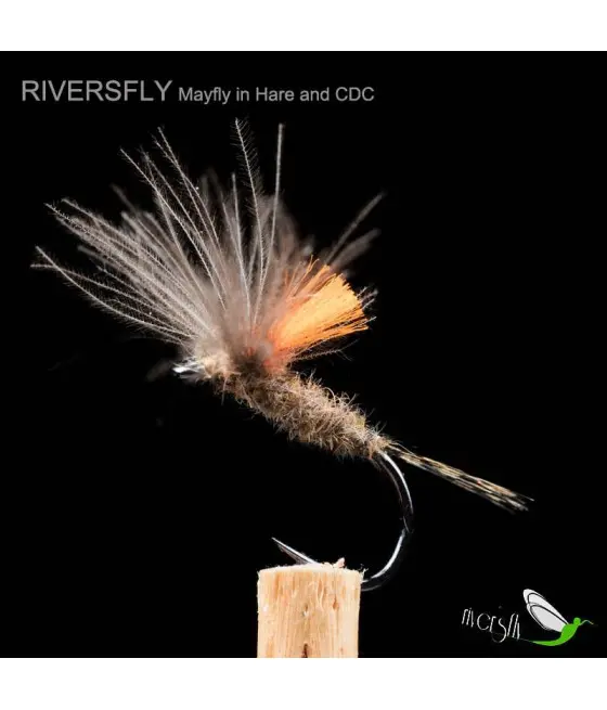 Ephemera du lièvre et CDC