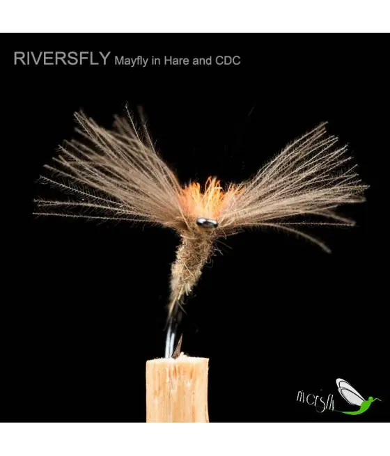 Ephemera du lièvre et CDC