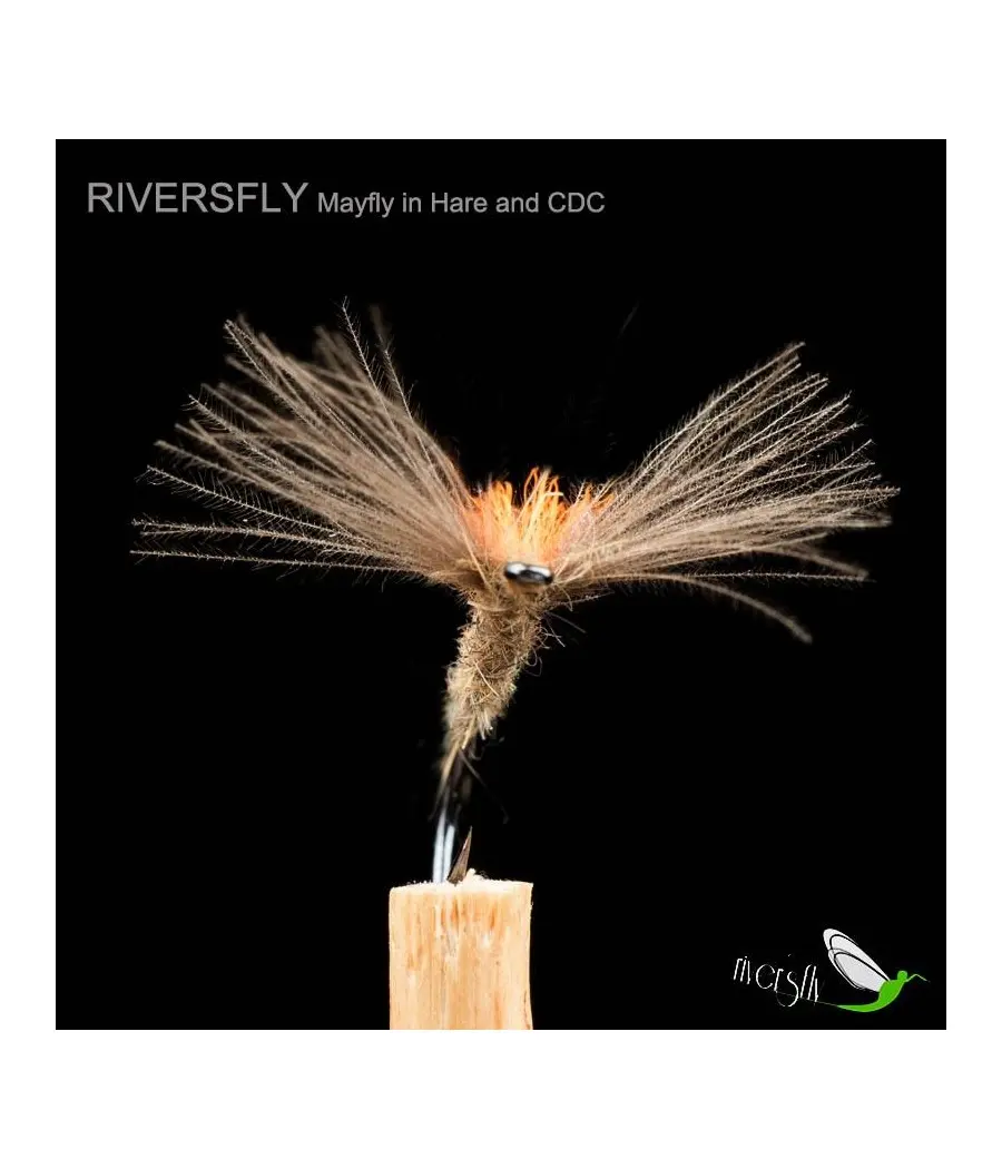 Ephemera du lièvre et CDC