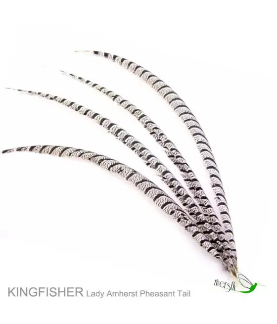 Cola de Faisán Lady Amherst