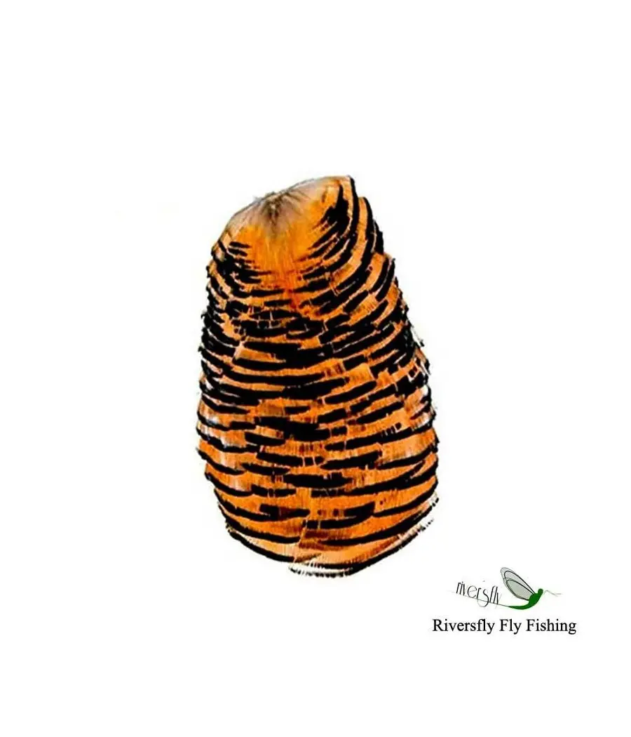 Golden Pheasant. Tippet collar Eumer