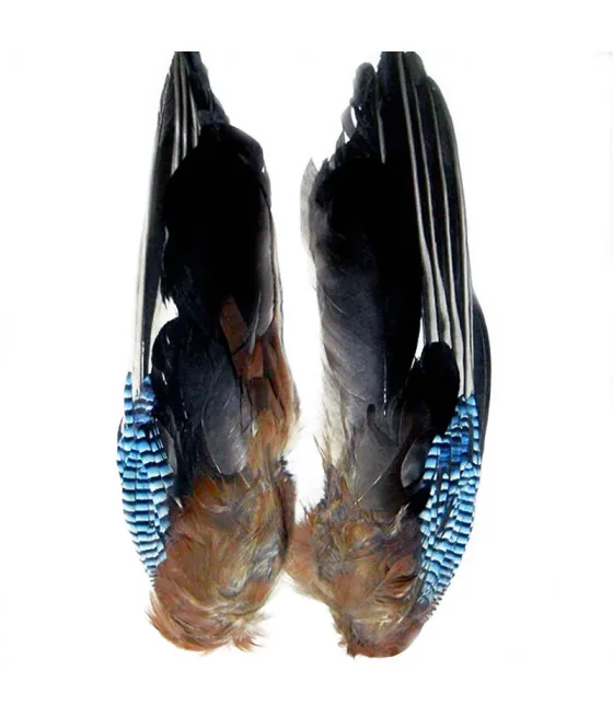 Ailes de Geai Veniard