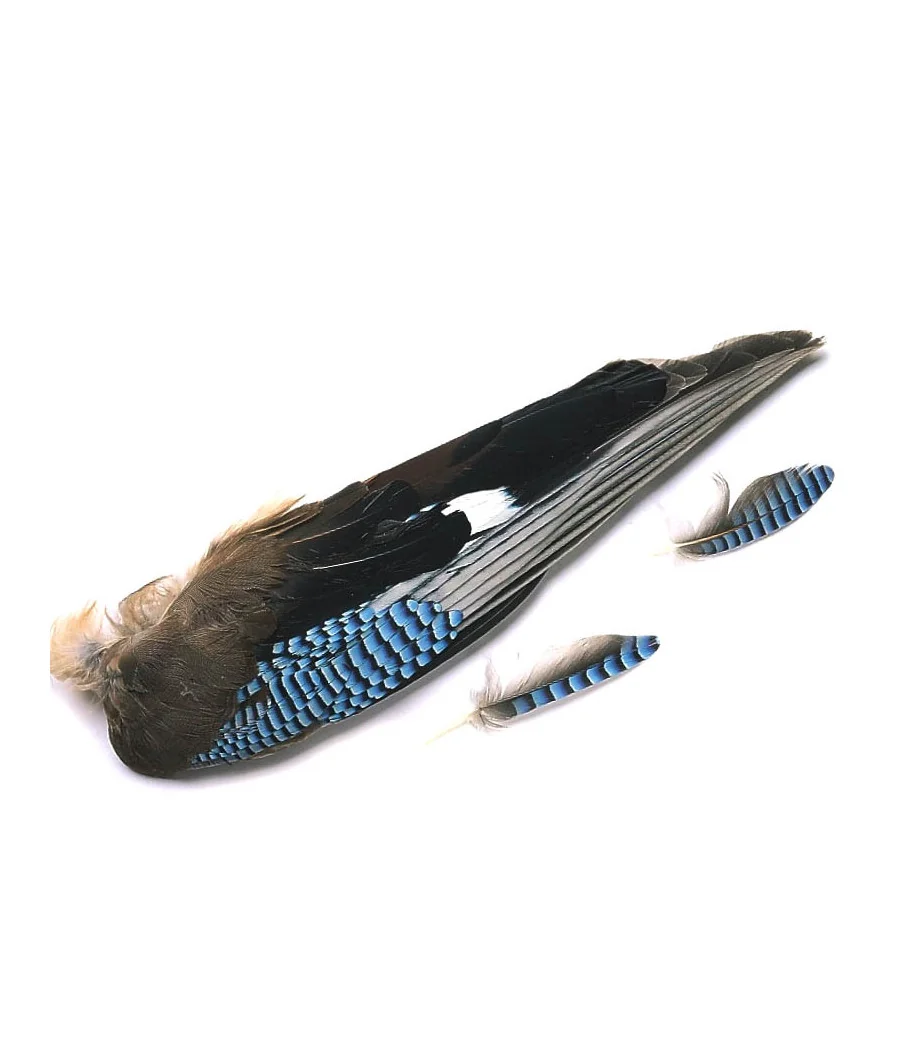 Ailes de Geai Veniard